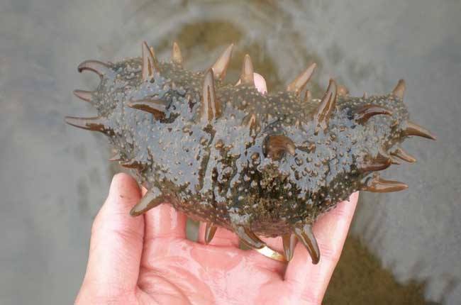 海參養(yǎng)殖催肥