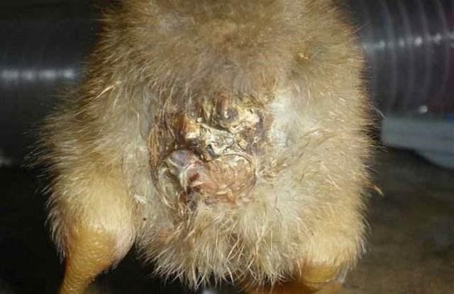 鴨子拉稀怎么辦