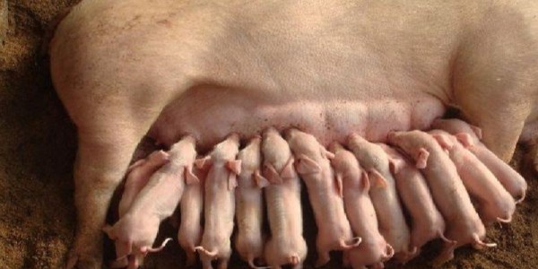 母豬沒奶水是什么原因