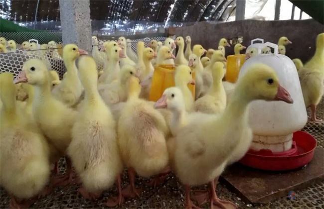 雛鵝前10天的飼養(yǎng)管理技術