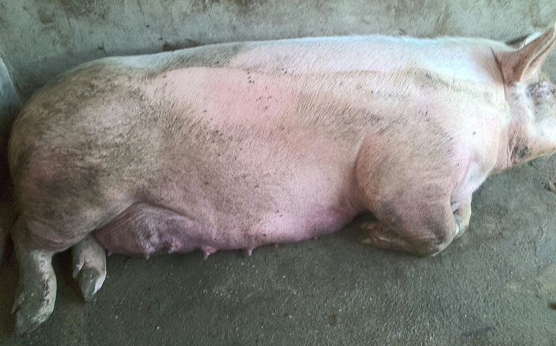 母豬流產(chǎn)后怎么辦