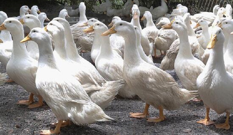 鴨子養殖技術：蛋鴨拉稀過料怎么辦