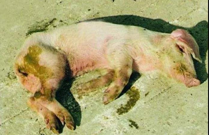 仔豬大腸桿菌病