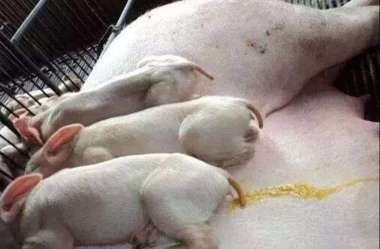 豬拉稀什么原因怎么辦