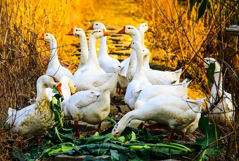 src=http___img1001.pocoimg.cn_image_poco_works_38_2017_0303_06_6647196120170303061727041_66471961.jpg&refer=http___img1001.pocoimg.webp src=http___img1001.pocoimg.cn_image_poco_works_38_2017_0303_06_6647196120170303061727041_66471961.jpg&refer=http___img1001.pocoimg.webp