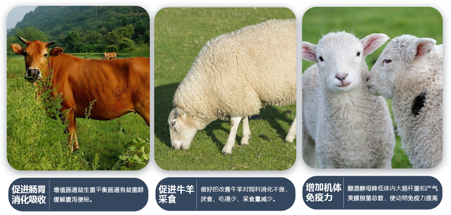 牛羊胃動力產品功效