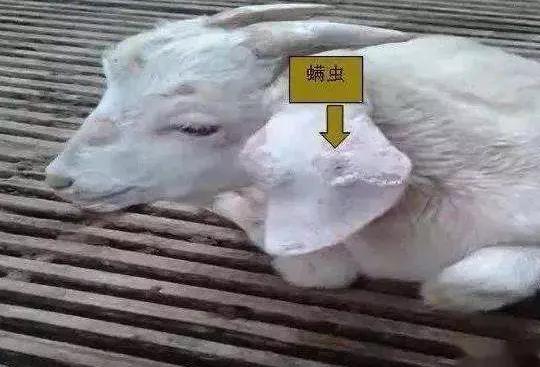 羊驅(qū)蟲的正確方法