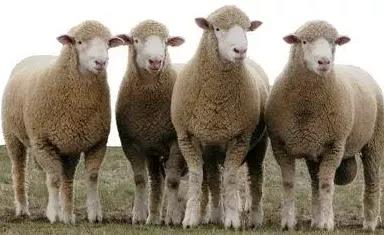 羊驅(qū)蟲的正確方法