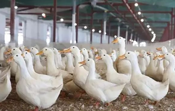 鴨鵝養殖技術