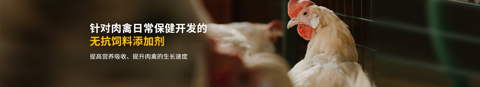 針對(duì)肉禽日常保健開發(fā)的無(wú)抗飼料添加劑