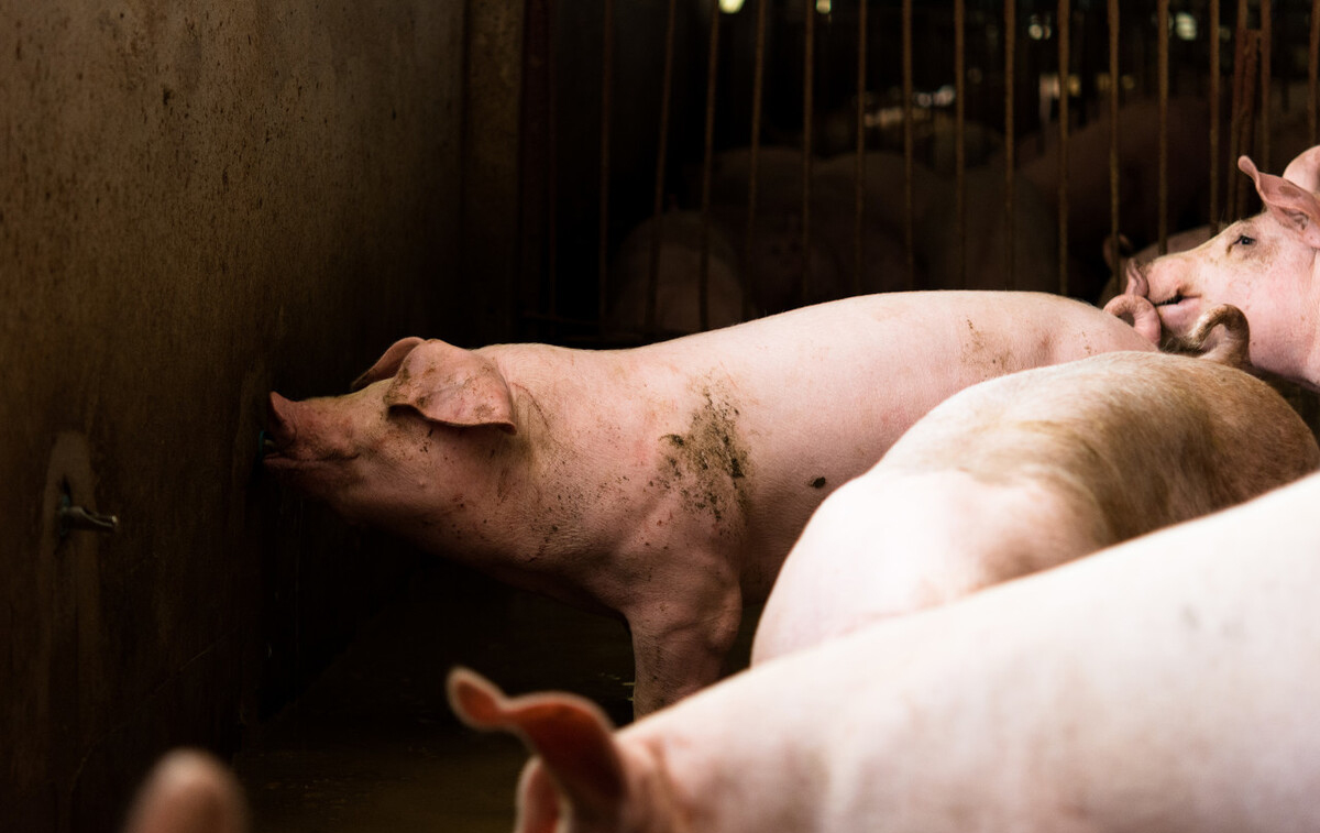 正確認(rèn)識(shí)非洲豬瘟，不要被輿論嚇到