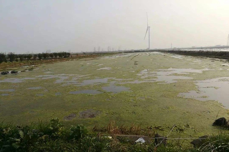 小龍蝦養(yǎng)殖青苔