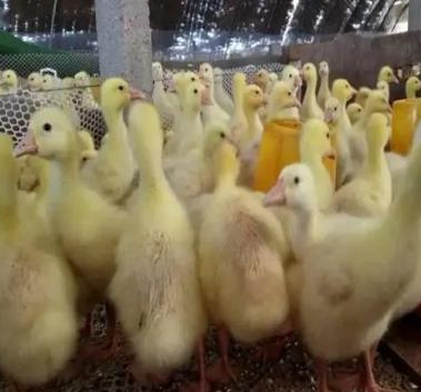 雛鵝痛風水禽養殖