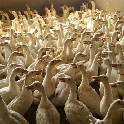 種鴨霉菌性肝炎