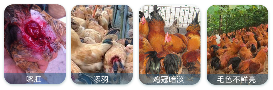 禽類養(yǎng)殖中常見的問題