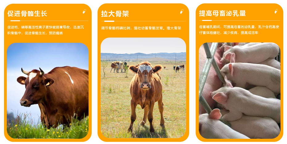 豬牛羊飼料添加劑家畜鈣中鈣產(chǎn)品功效