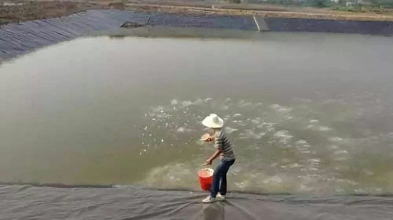 水產(chǎn)養(yǎng)殖肥水