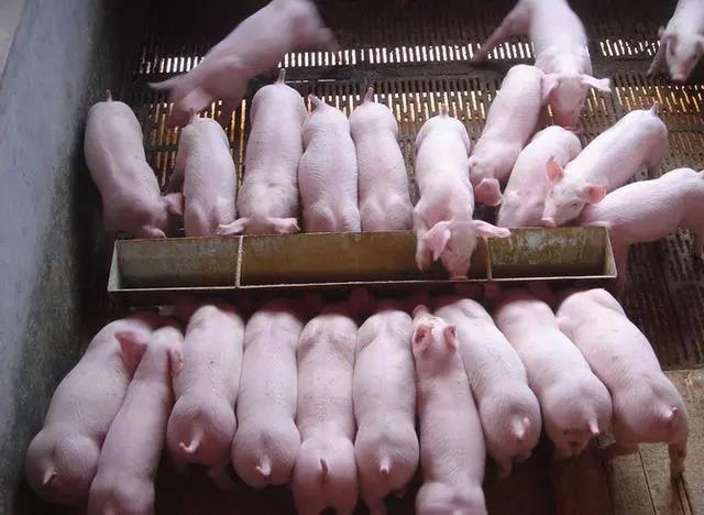 豬丹毒感染怎么預(yù)防