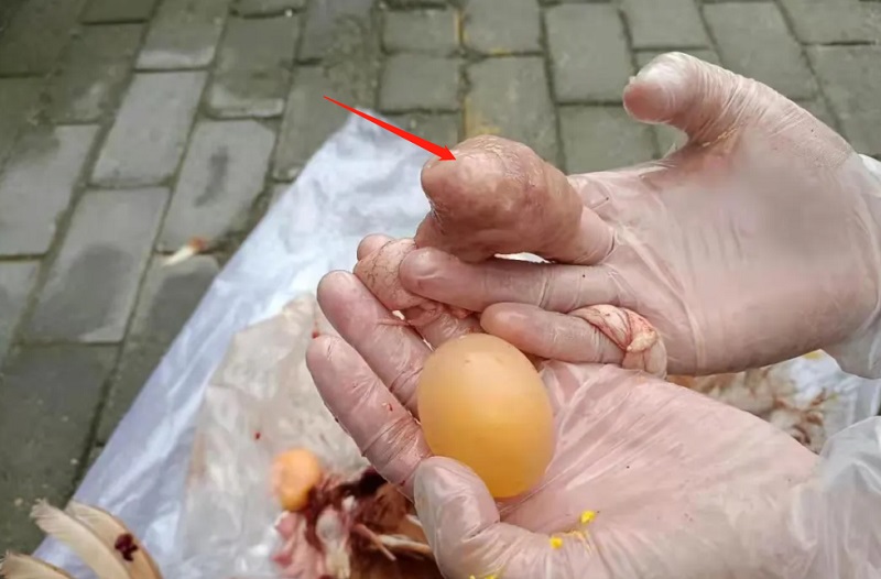 蛋雞前殖吸蟲病