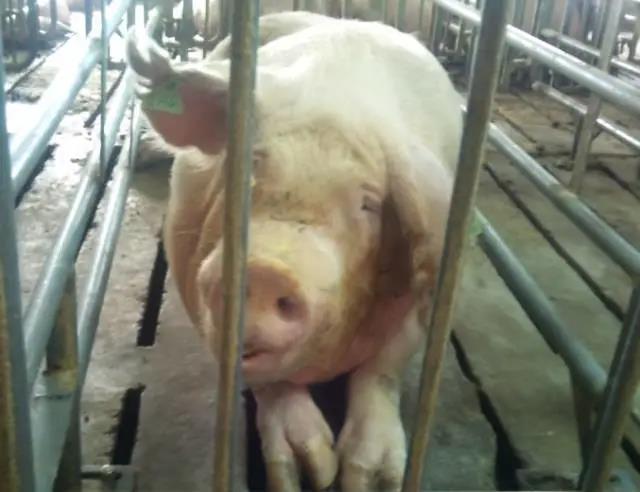 母豬保健飼料添加劑