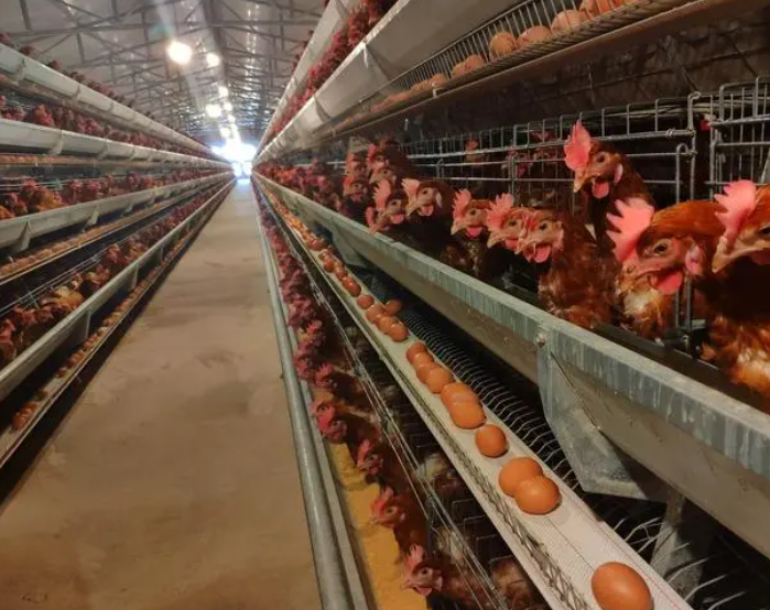 降溫導致的冷應激