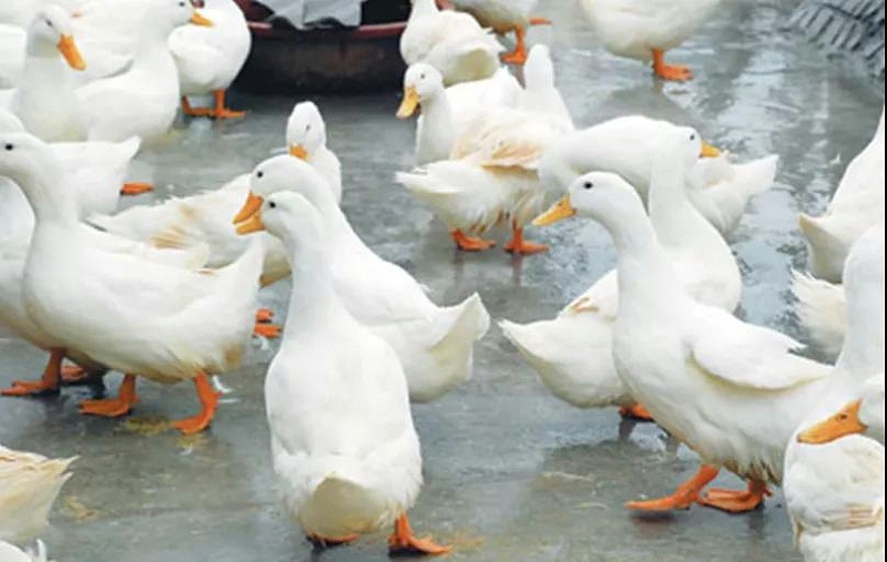水禽養殖