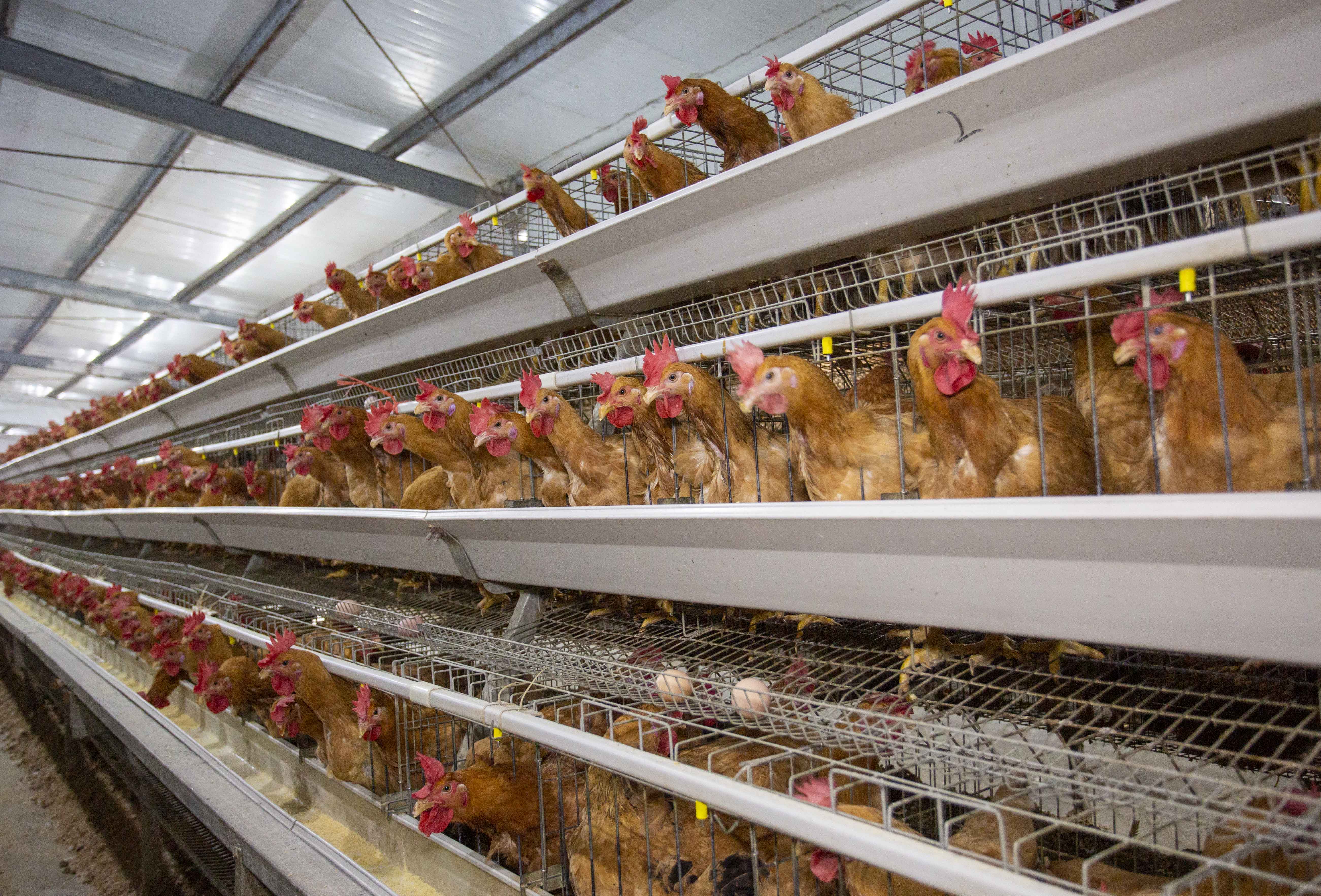 霉菌毒素對蛋雞的危害